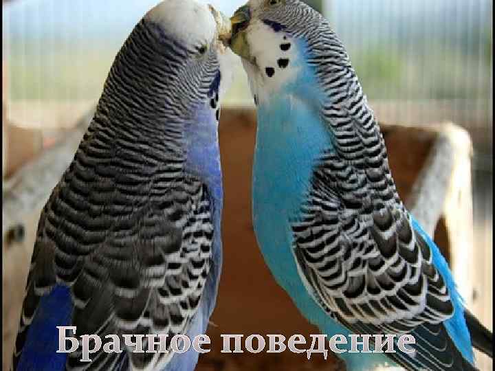 Брачное поведение 