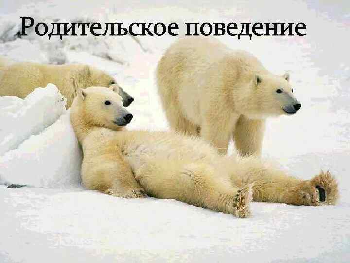 Родительское поведение 