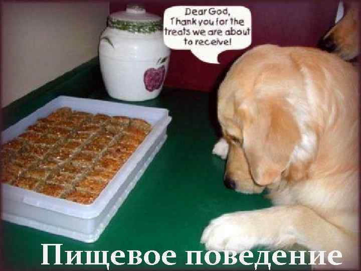 Пищевое поведение 