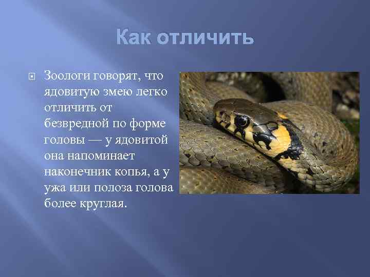 Как отличить Зоологи говорят, что ядовитую змею легко отличить от безвредной по форме головы