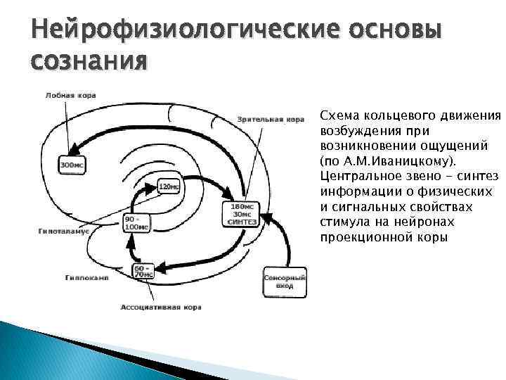 Нейрофизиологические основы сознания Схема кольцевого движения возбуждения при возникновении ощущений (по А. М. Иваницкому).