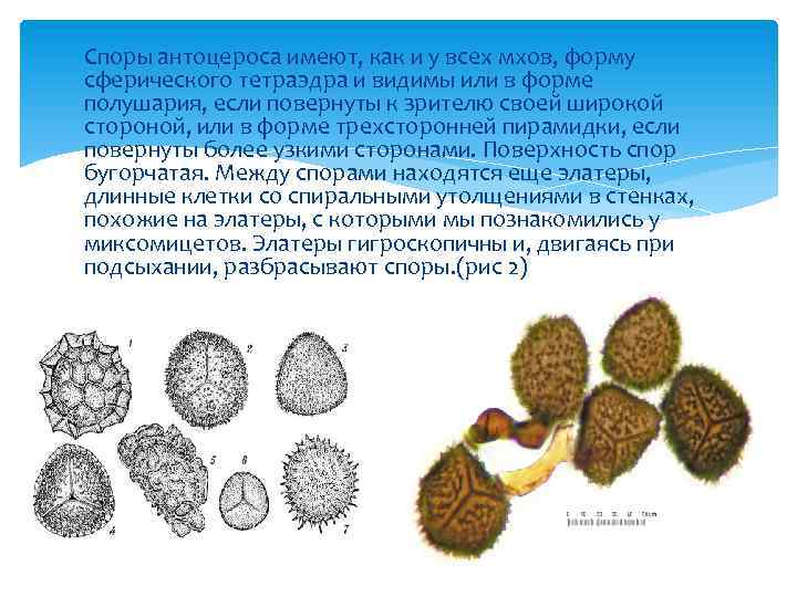 Споры антоцероса имеют, как и у всех мхов, форму сферического тетраэдра и видимы или