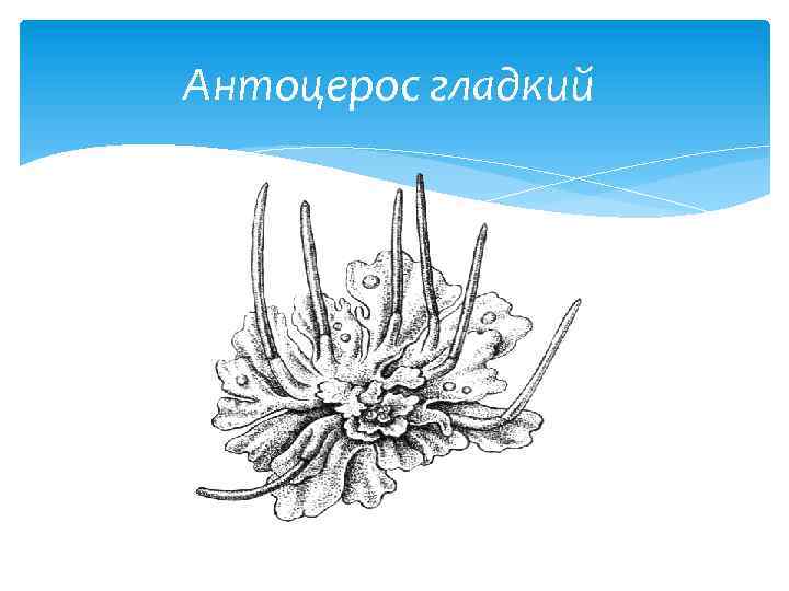 Антоцерос гладкий 