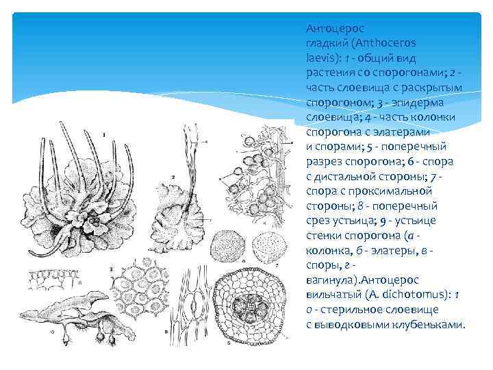 Антоцерос гладкий (Anthoceros laevis): 1 общий вид растения со спорогонами; 2 часть слоевища с