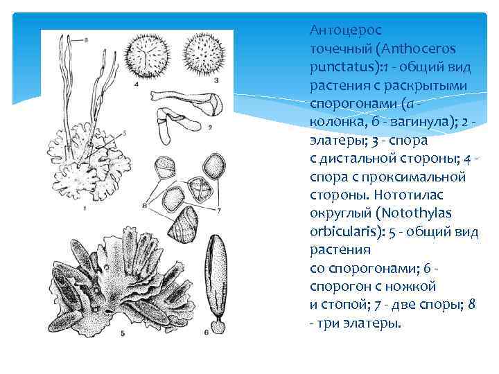 Антоцерос точечный (Anthoceros punctatus): 1 общий вид растения с раскрытыми спорогонами (а колонка, б