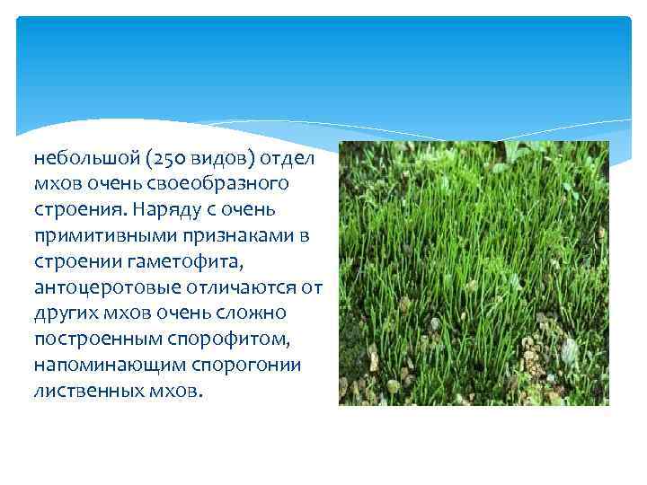 небольшой (250 видов) отдел мхов очень своеобразного строения. Наряду с очень примитивными признаками в
