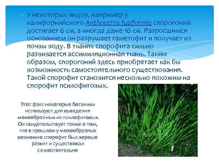  У некоторых видов, например у калифорнийского Anthoceros fusiformis спорогоний достигает 6 см, а