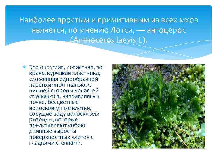 Наиболее простым и примитивным из всех мхов является, по мнению Лотси, — антоцерос (Anthoceros