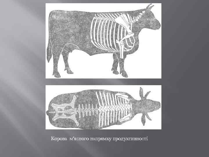 Корова м'ясного напрямку продуктивності 