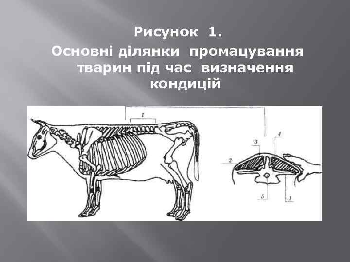 Рисунок 1. Основні ділянки промацування тварин під час визначення кондицій 