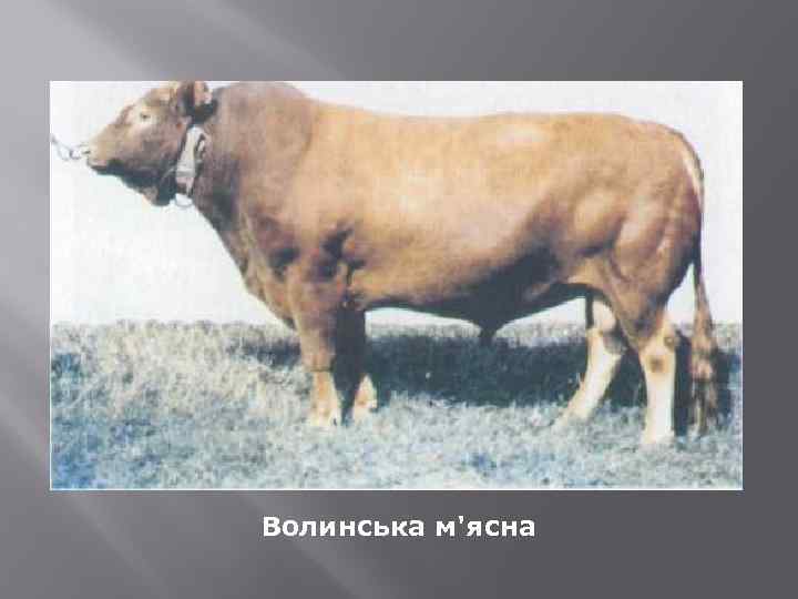 Волинська м'ясна 