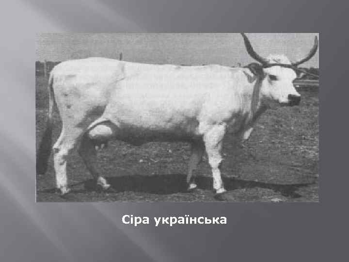 Сіра українська 