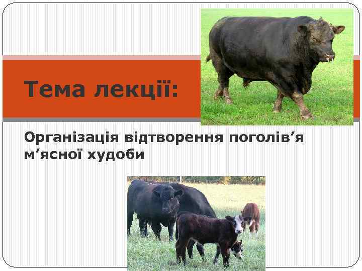Тема лекції: Організація відтворення поголів’я м’ясної худоби 