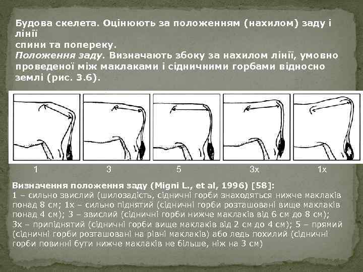 Будова скелета. Оцінюють за положенням (нахилом) заду і лінії спини та попереку. Положення заду.