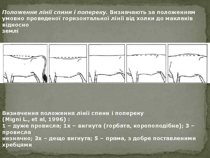 Положення лінії спини і попереку. Визначають за положенням умовно проведеної горизонтальної лінії від холки