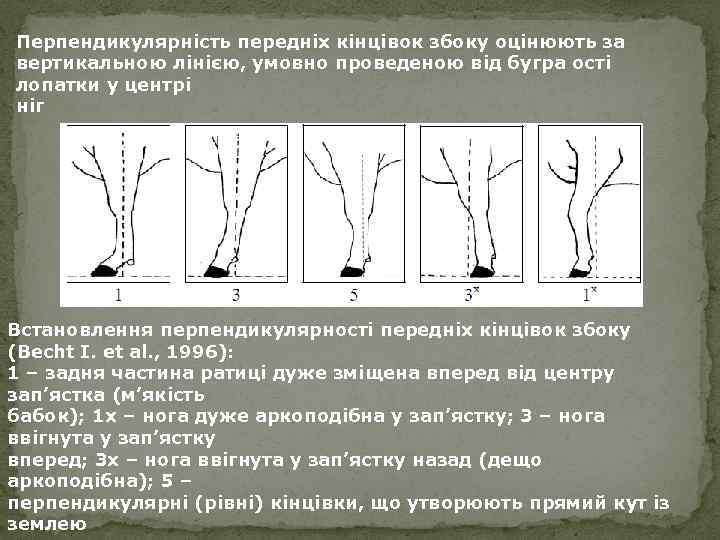 Перпендикулярність передніх кінцівок збоку оцінюють за вертикальною лінією, умовно проведеною від бугра ості лопатки