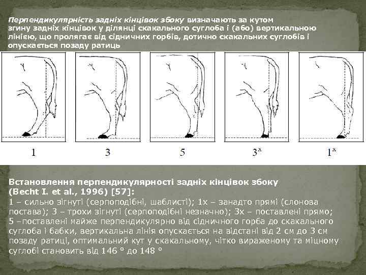 Перпендикулярність задніх кінцівок збоку визначають за кутом згину задніх кінцівок у ділянці скакального суглоба