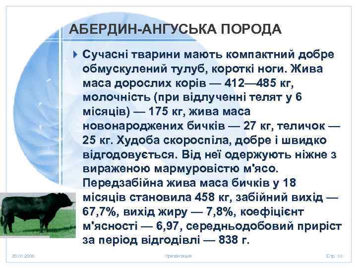 АБЕРДИН-АНГУСЬКА ПОРОДА 4 Сучасні тварини мають компактний добре обмускулений тулуб, короткі ноги. Жива маса