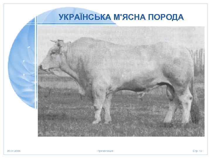 УКРАЇНСЬКА М'ЯСНА ПОРОДА 20. 01. 2006 Презентация Стр. 12 