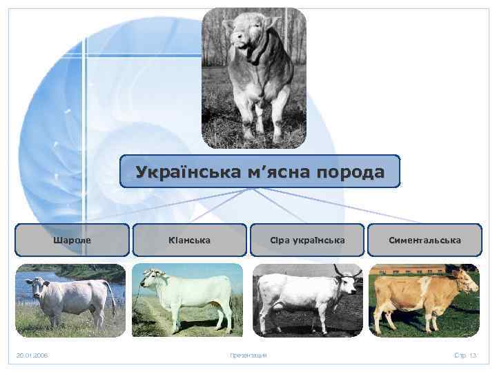 Українська м’ясна порода Шароле 20. 01. 2006 Кіанська Сіра українська Презентация Симентальська Стр. 13