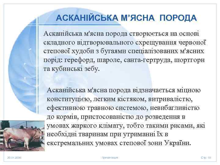 АСКАНІЙСЬКА М’ЯСНА ПОРОДА Асканійська м'ясна порода створюється на основі складного відтворювального схрещування червоної степової