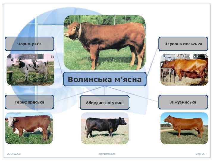 Чорно-ряба Червона польська Волинська м’ясна Герефордська 20. 01. 2006 Абердин-ангуська Презентация Лімузинська Стр. 20