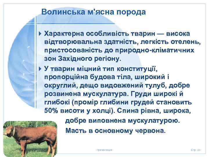 Волинська м'ясна порода 4 Характерна особливість тварин — висока відтворювальна здатність, легкість отелень, пристосованість