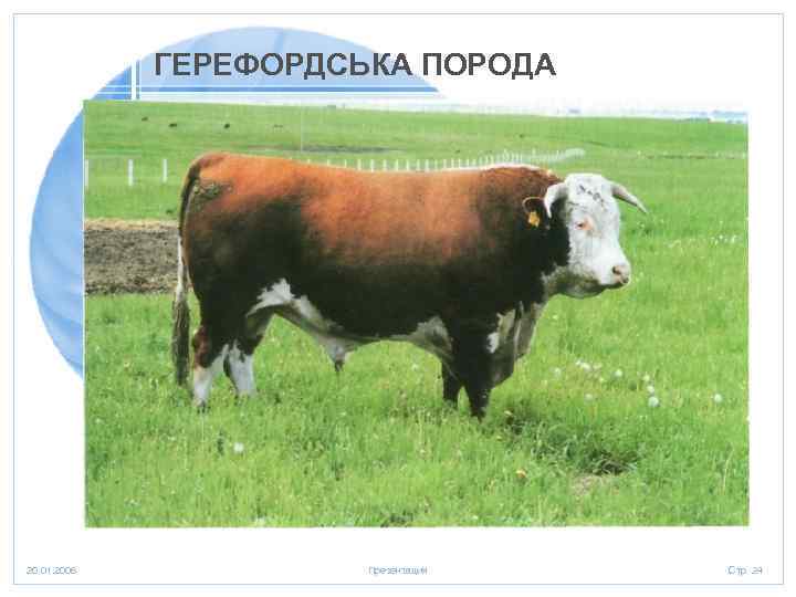 ГЕРЕФОРДСЬКА ПОРОДА 20. 01. 2006 Презентация Стр. 24 