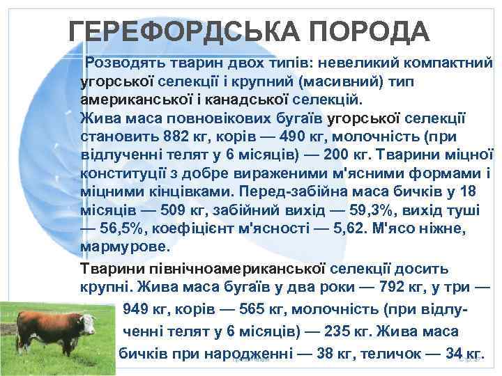 ГЕРЕФОРДСЬКА ПОРОДА 20. 01. 2006 Розводять тварин двох типів: невеликий компактний угорської селекції і