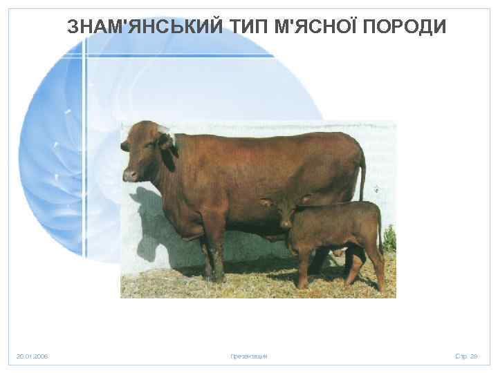 ЗНАМ'ЯНСЬКИЙ ТИП М'ЯСНОЇ ПОРОДИ 20. 01. 2006 Презентация Стр. 29 