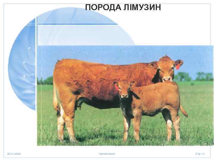 ПОРОДА ЛІМУЗИН 20. 01. 2006 Презентация Стр. 31 