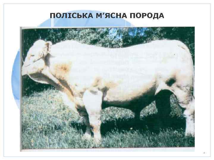 ПОЛІСЬКА М’ЯСНА ПОРОДА 20. 01. 2006 Презентация Стр. 34 
