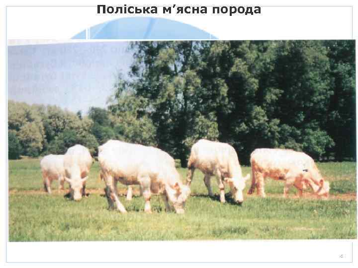 Поліська м’ясна порода 20. 01. 2006 Презентация Стр. 35 