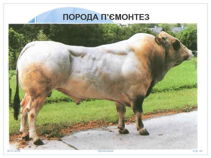 ПОРОДА П’ЄМОНТЕЗ 20. 01. 2006 Презентация Стр. 38 