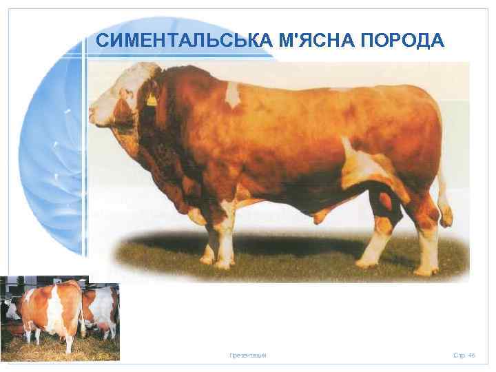 СИМЕНТАЛЬСЬКА М'ЯСНА ПОРОДА 20. 01. 2006 Презентация Стр. 46 