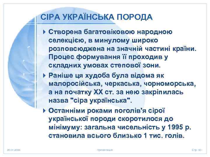 СІРА УКРАЇНСЬКА ПОРОДА 4 Створена багатовіковою народною селекцією, в минулому широко розповсюджена на значній