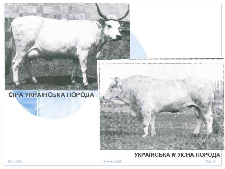 СІРА УКРАЇНСЬКА ПОРОДА УКРАЇНСЬКА М ЯСНА ПОРОДА 20. 01. 2006 Презентация Стр. 54 