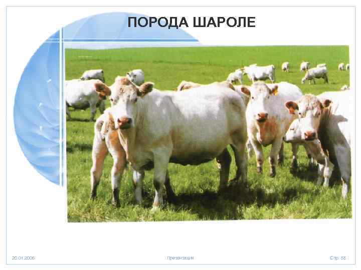 ПОРОДА ШАРОЛЕ 20. 01. 2006 Презентация Стр. 55 