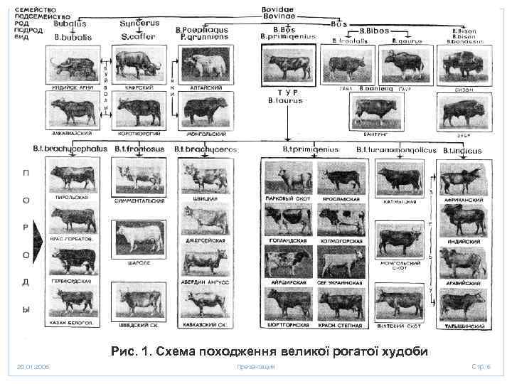 Рис. 1. Схема походження великої рогатої худоби 20. 01. 2006 Презентация Стр. 6 