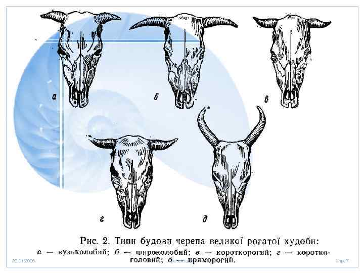 20. 01. 2006 Презентация Стр. 7 