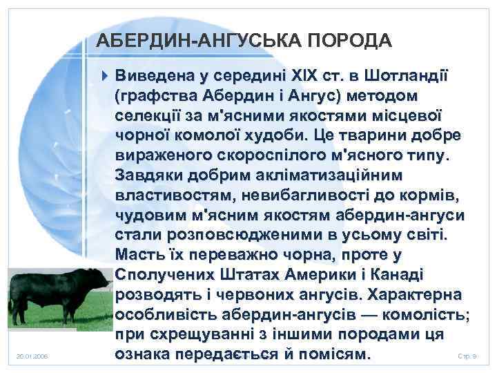 АБЕРДИН-АНГУСЬКА ПОРОДА 20. 01. 2006 4 Виведена у середині XIX ст. в Шотландії (графства