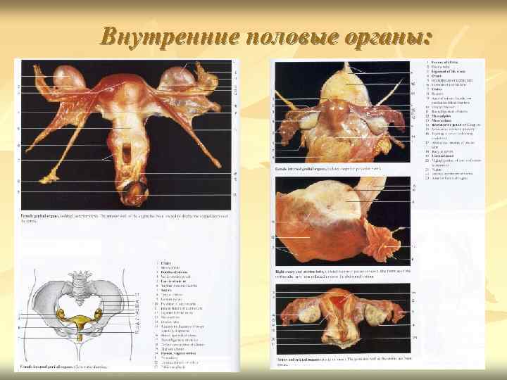 Внутренние половые органы: 