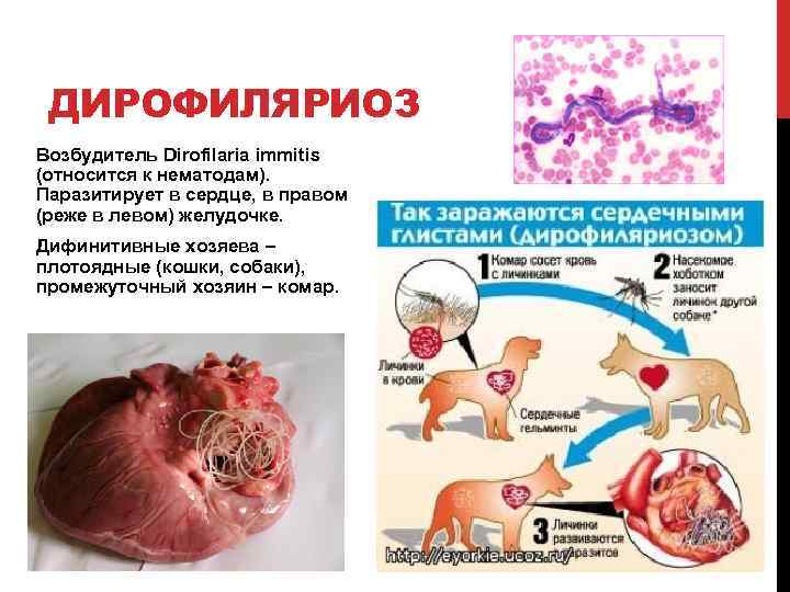 ДИРОФИЛЯРИОЗ Возбудитель Dirofilaria immitis (относится к нематодам). Паразитирует в сердце, в правом (реже в