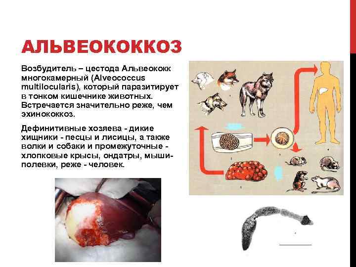 АЛЬВЕОКОККОЗ Возбудитель – цестода Альвеококк многокамерный (Alveococcus multilocularis), который паразитирует в тонком кишечнике животных.