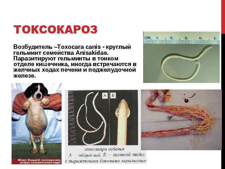 ТОКСОКАРОЗ Возбудитель –Тохосага canis - круглый гельминт семейства Anisakidae. Паразитируют гельминты в тонком отделе