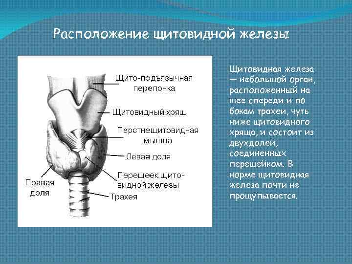 Щитовидная железа на картинке где находится