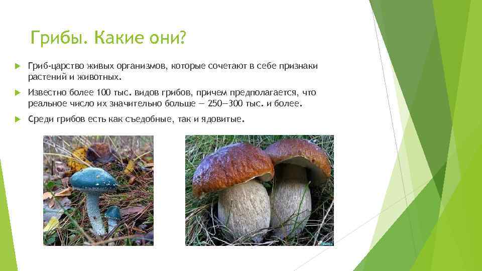 Белый гриб признаки