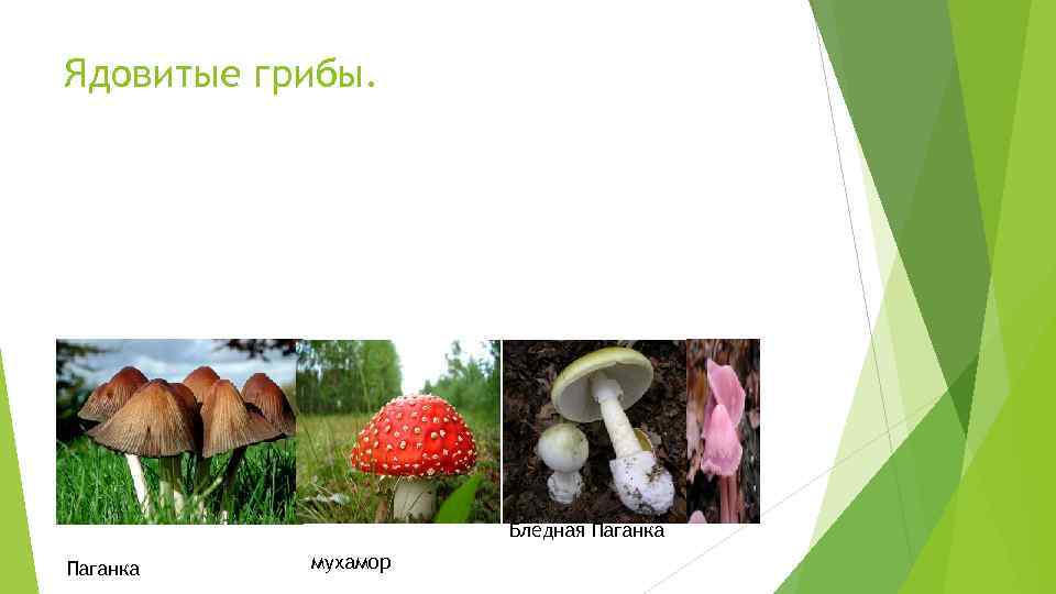 Ядовитые грибы. Бледная Паганка мухамор 