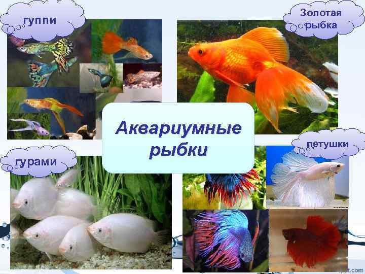 Золотая рыбка гуппи гурами Аквариумные рыбки петушки 