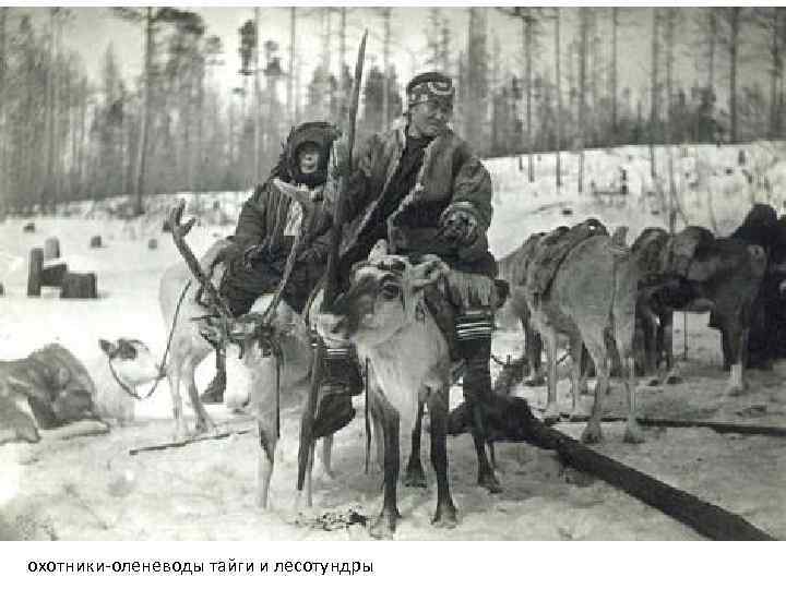 охотники-оленеводы тайги и лесотундры 